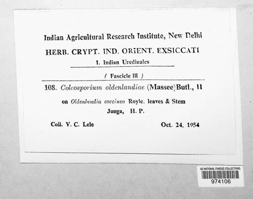 Coleosporium oldenlandiae image